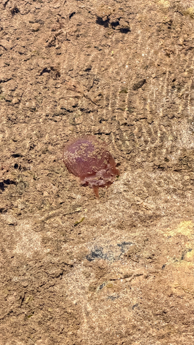 Mauve Stinger