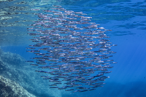 Anchovy (Engraulis encrasicolus) — Engraulidae