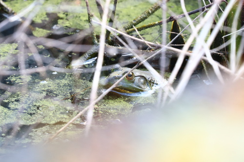 American Bullfrog