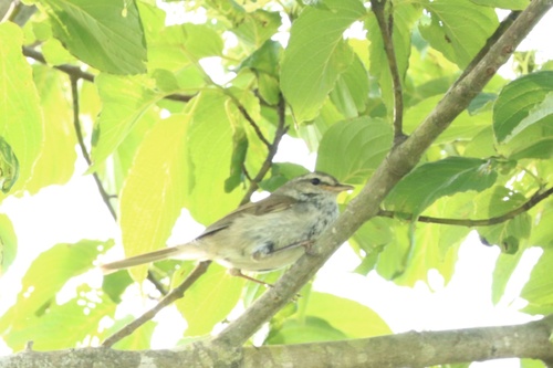 Japanese Bush Warbler