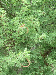 Vachellia schaffneri bravoensis