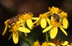 Eristalinus barclayi