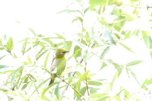Warbling White-eye