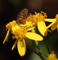 Eristalinus barclayi