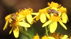 Eristalinus barclayi