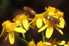 Eristalinus barclayi