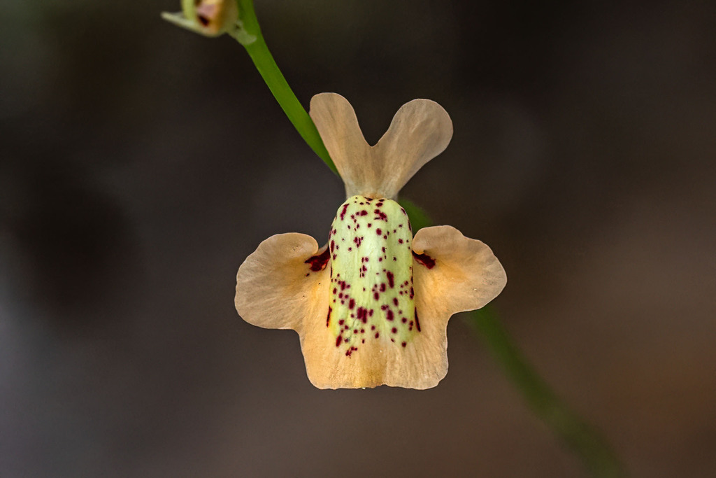 Utricularia fulva; photograph (c) Alan Bell, some rights reserved (CC BY)
