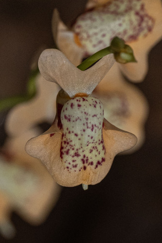 Utricularia fulva, photograph 3