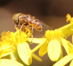 Eristalinus barclayi