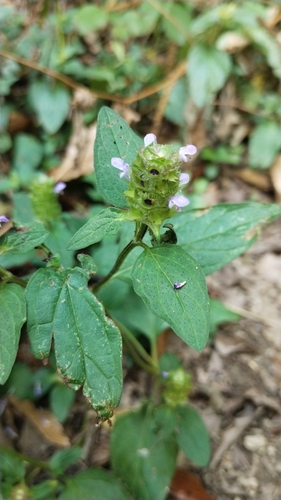 common selfheal
