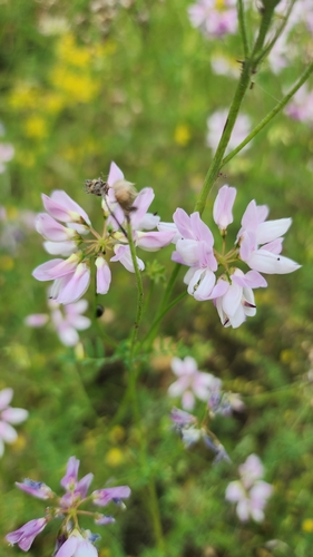 purple crownvetch