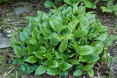 Tricyrtis formosana