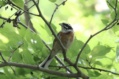 Meadow Bunting
