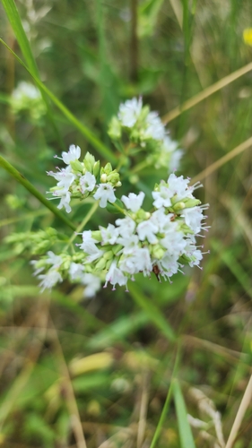 Oregano