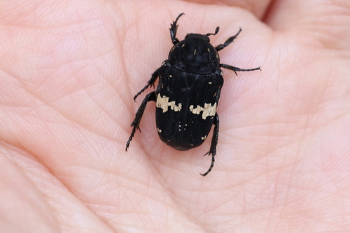 Black Flower Chafer