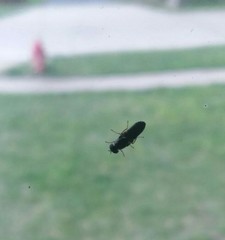 Scenopinus fenestralis