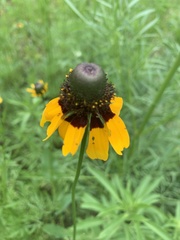 Rudbeckia amplexicaulis