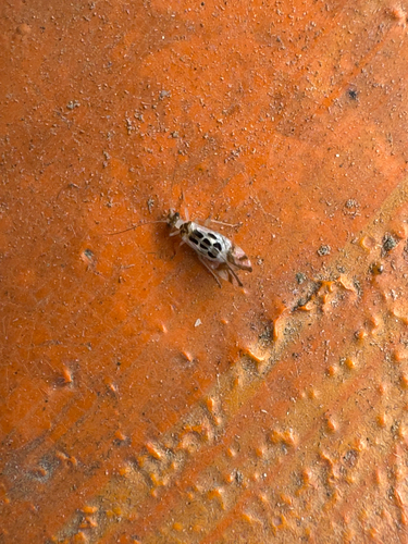 F-winged Barklouse