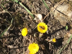 Tussilago farfara