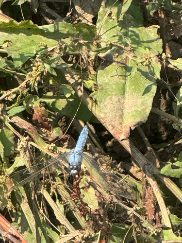 Southern Skimmer