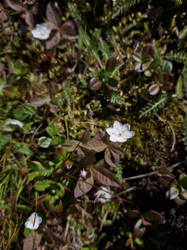 Arctic Starflower