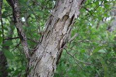 Quercus sinuata breviloba