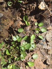 Halerpestes cymbalaria