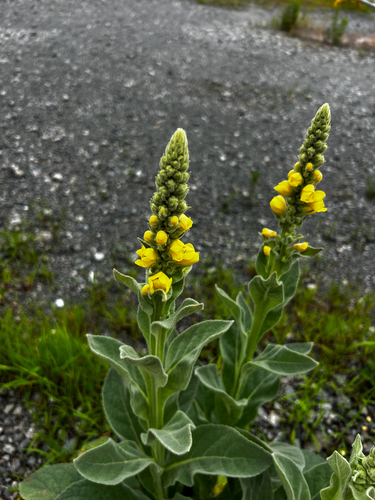 great mullein