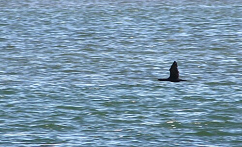 iNaturalist: (c) luisavespires, some rights reserved (CC BY-NC) iNaturalist image