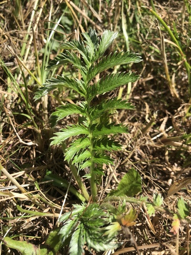 common silverweed