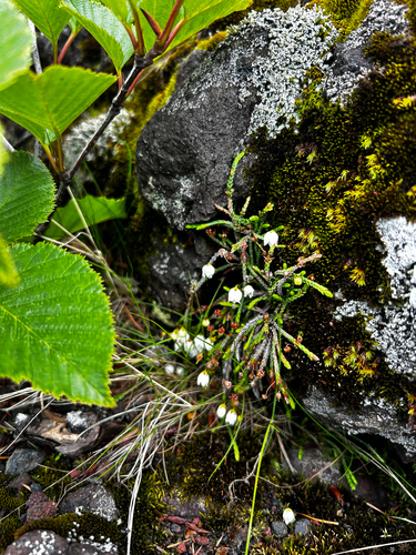 Club-moss mountain heather