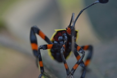 Pachylis acutangulus