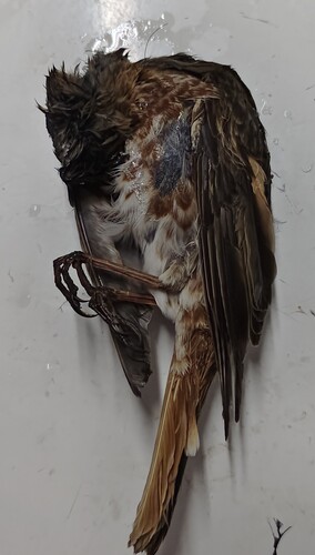 Naumann's Thrush