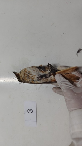 Naumann's Thrush