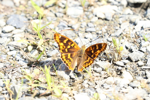 Freyer's Purple Emperor