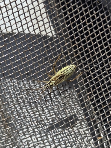 Meadow Plant Bug