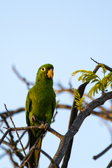 Psittacara chloropterus
