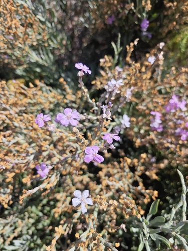 Limoniastrum monopetalum, photograph 3