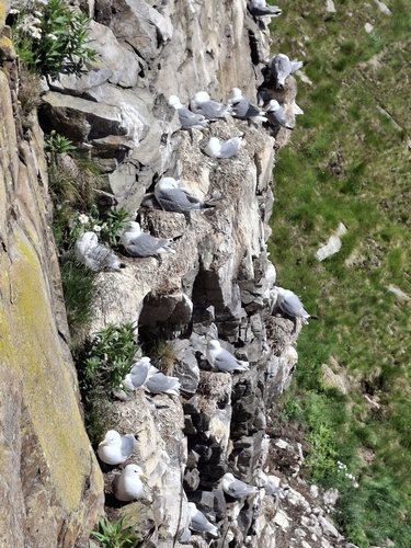 Black-legged Kittiwake