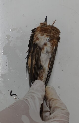 Naumann's Thrush