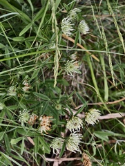 Trifolium ochroleucon, photograph (c) fmunoz, some rights reserved (CC BY)