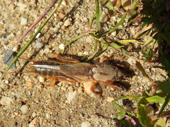 Gryllotalpa vineae