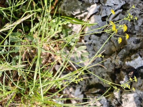 Bupleurum praealtum, photograph 6