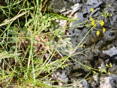 Bupleurum praealtum, photograph (c) fmunoz, some rights reserved (CC BY)