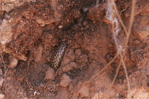 Checkerboard Worm Lizard