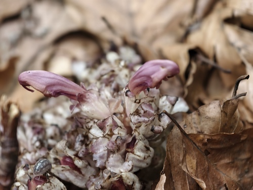 Lathraea clandestina, photograph 2