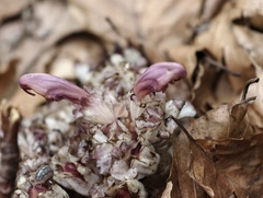 Lathraea clandestina, photograph (c) fmunoz, some rights reserved (CC BY)