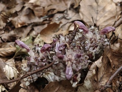 Lathraea clandestina, photograph (c) fmunoz, some rights reserved (CC BY)