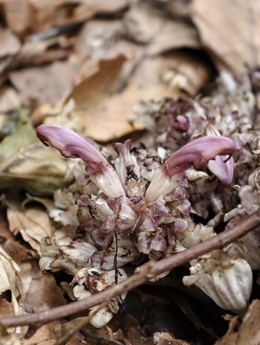 Lathraea clandestina, photograph 3