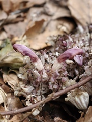 Lathraea clandestina, photograph (c) fmunoz, some rights reserved (CC BY)